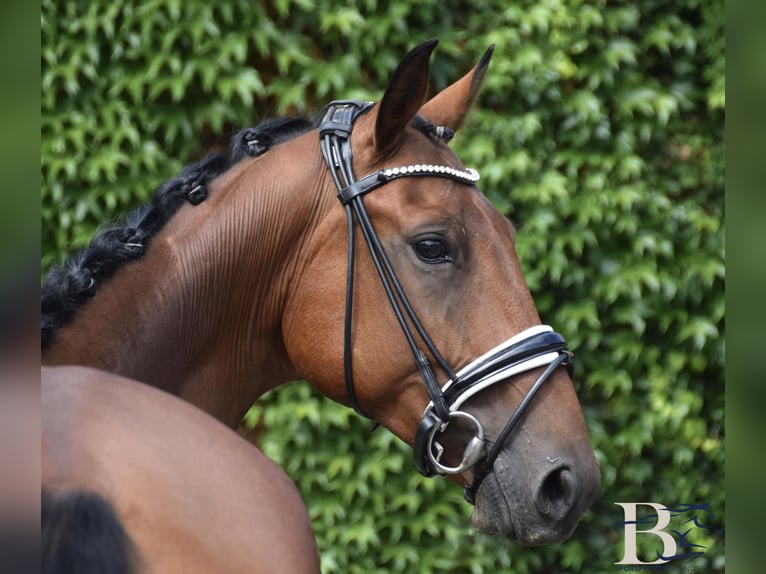 Hannoveriano Caballo castrado 6 años 164 cm Castaño in Osnabrück Hannoveriano Caballo castrado 6 años 164 cm Castaño in Osnabrück