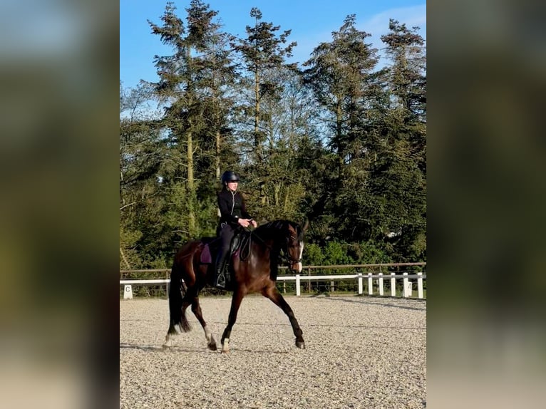 Hannoveriano Caballo castrado 6 años 164 cm Castaño in Riede