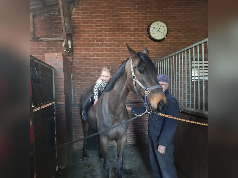 Hannoveriano Caballo castrado 6 años 164 cm Castaño oscuro in Barger-Compascuum