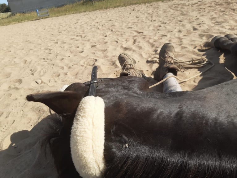 Hannoveriano Caballo castrado 6 años 164 cm Negro in Heroldsbach