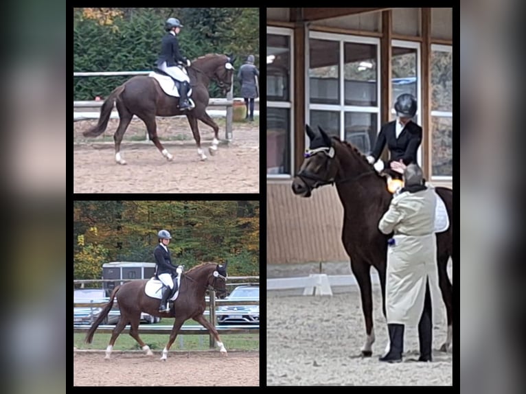 Hannoveriano Caballo castrado 6 años 165 cm Alazán in Bomlitz