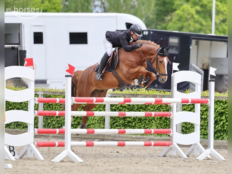 Hannoveriano Caballo castrado 6 años 165 cm Alazán in Löbnitz