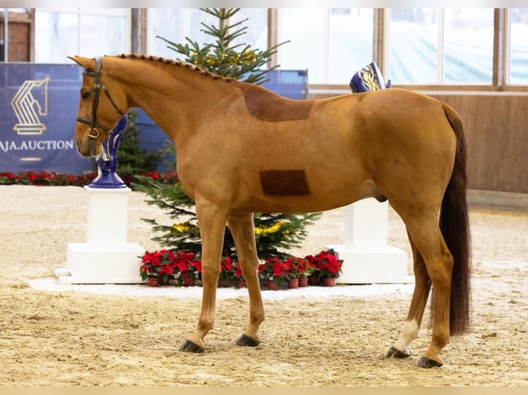 Hannoveriano Caballo castrado 6 años 165 cm Alazán in Diepholz