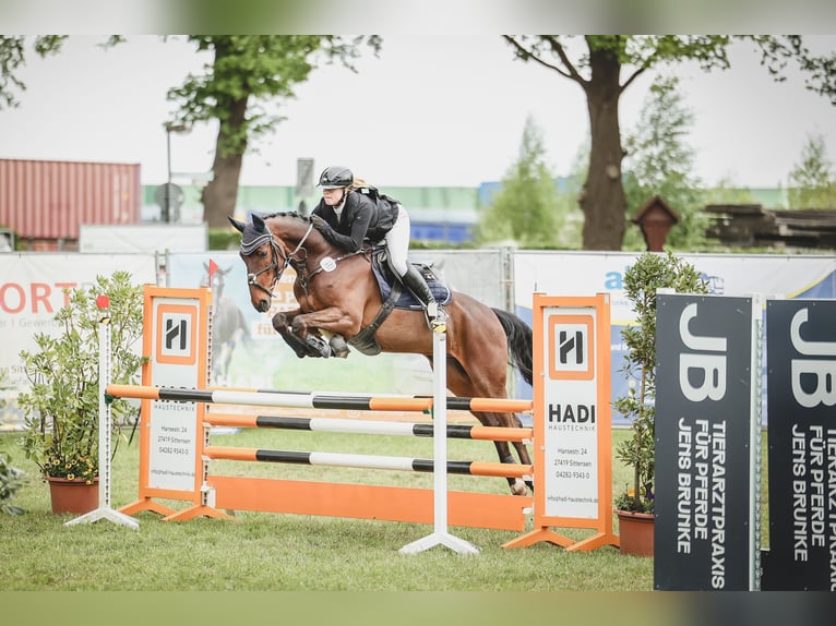 Hannoveriano Caballo castrado 6 años 165 cm Castaño in Zeven