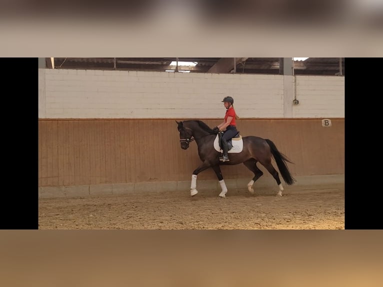 Hannoveriano Caballo castrado 6 años 165 cm Castaño oscuro in Elmlohe