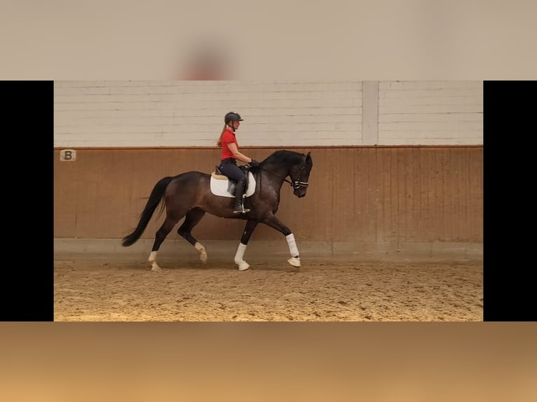 Hannoveriano Caballo castrado 6 años 165 cm Castaño oscuro in Elmlohe