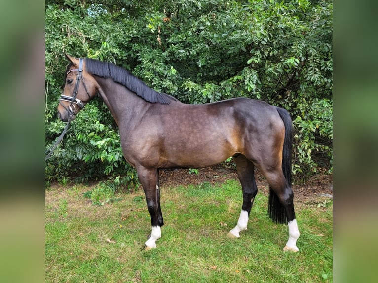 Hannoveriano Caballo castrado 6 años 165 cm Castaño oscuro in Elmlohe