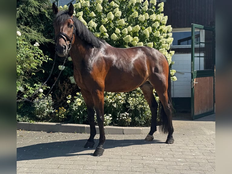 Hannoveriano Caballo castrado 6 años 165 cm Castaño oscuro in Hamm