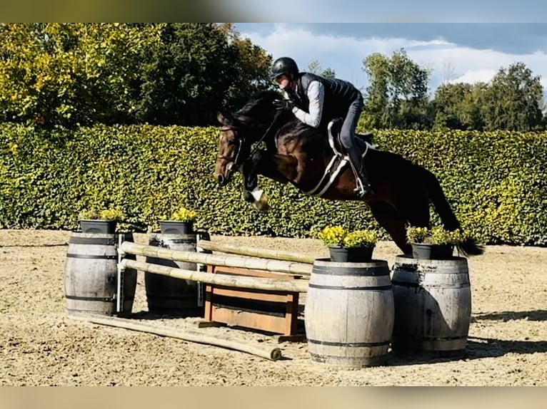 Hannoveriano Caballo castrado 6 años 165 cm Castaño oscuro in Bladel