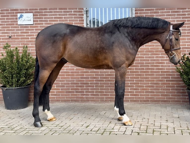 Hannoveriano Caballo castrado 6 años 165 cm Castaño oscuro in Bladel