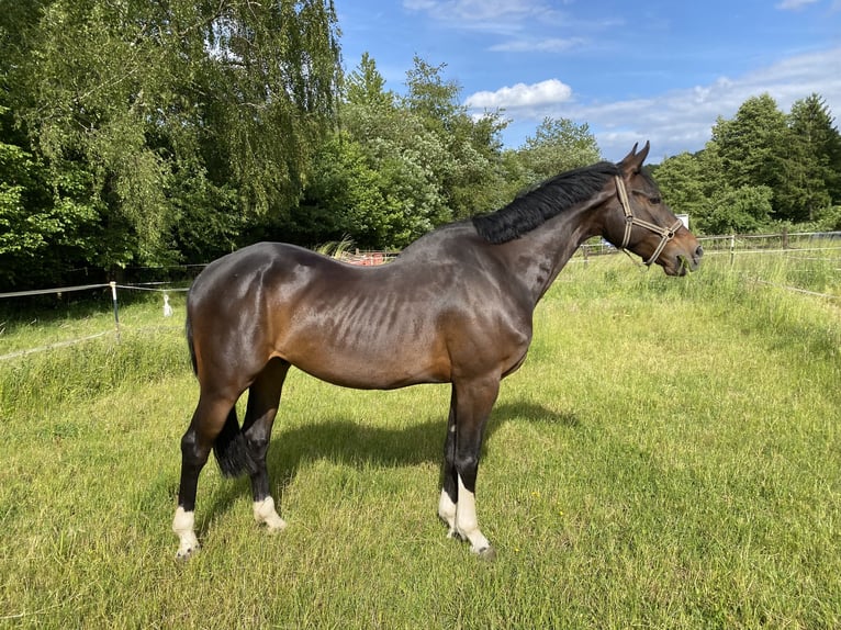 Hannoveriano Caballo castrado 6 años 165 cm Castaño oscuro in DarmstadtModautal