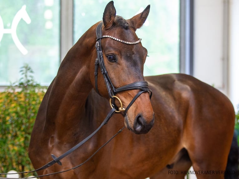 Hannoveriano Caballo castrado 6 años 165 cm Castaño oscuro in Verden