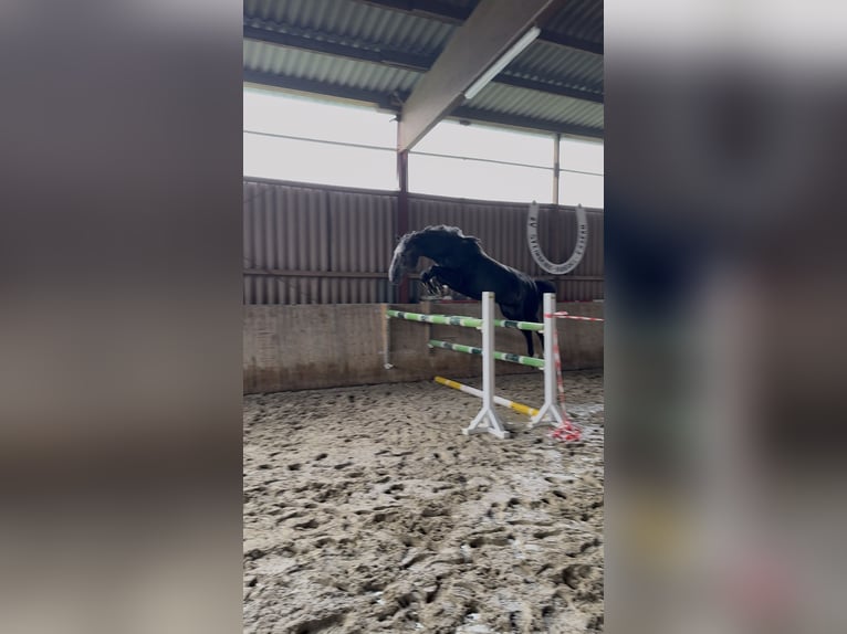 Hannoveriano Caballo castrado 6 años 165 cm Musgo in Diepenau