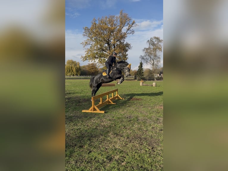 Hannoveriano Caballo castrado 6 años 165 cm Musgo in Diepenau