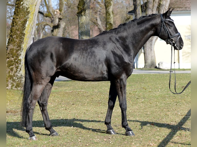 Hannoveriano Caballo castrado 6 años 165 cm Negro in Stadl-Paura