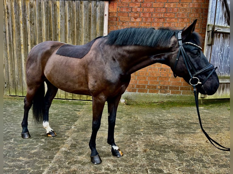 Hannoveriano Caballo castrado 6 años 165 cm Negro in Elmlohe