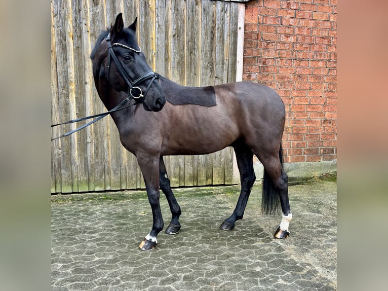 Hannoveriano Caballo castrado 6 años 165 cm Negro in Elmlohe