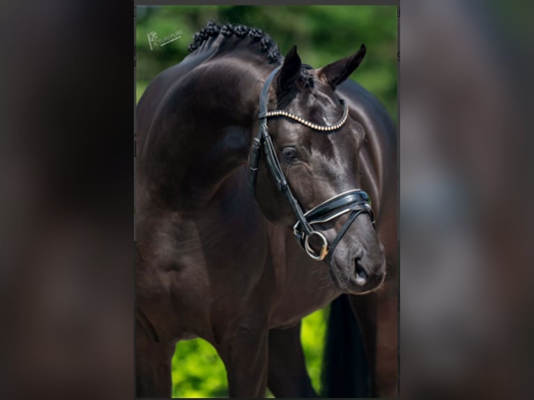 Hannoveriano Caballo castrado 6 años 165 cm Negro in Brno