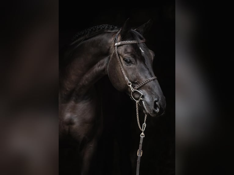 Hannoveriano Caballo castrado 6 años 165 cm Negro in Brno