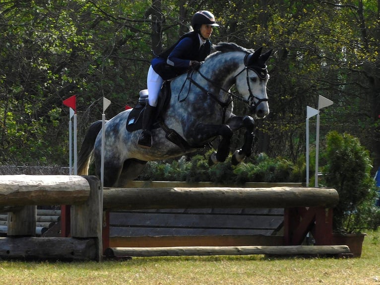 Hannoveriano Caballo castrado 6 años 165 cm Tordo in Potsdam