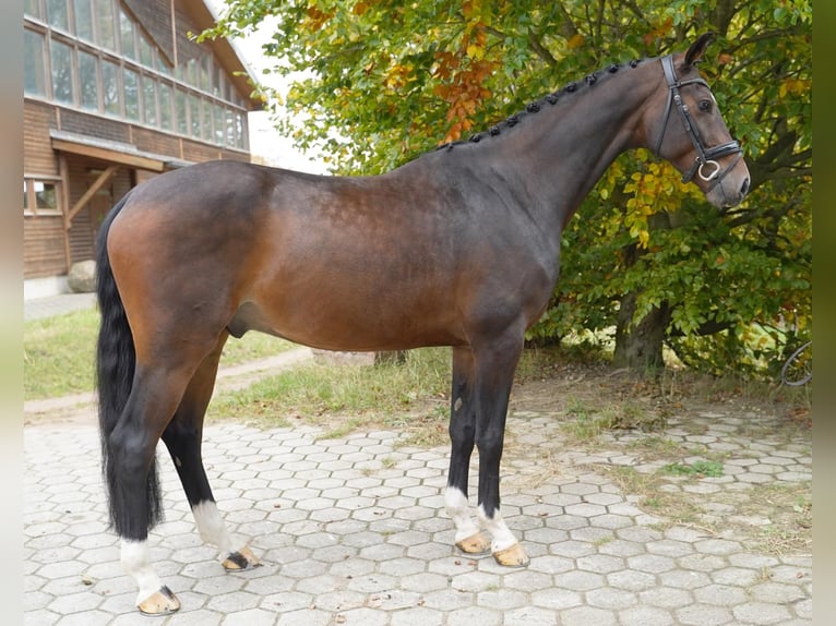 Hannoveriano Caballo castrado 6 años 166 cm Castaño in Buchholz in der Nordheide