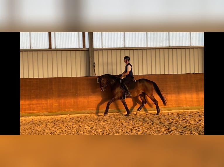 Hannoveriano Caballo castrado 6 años 166 cm Castaño in Kamp-Lintfort