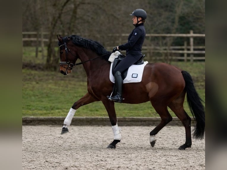 Hannoveriano Caballo castrado 6 años 166 cm Castaño in Siegburg