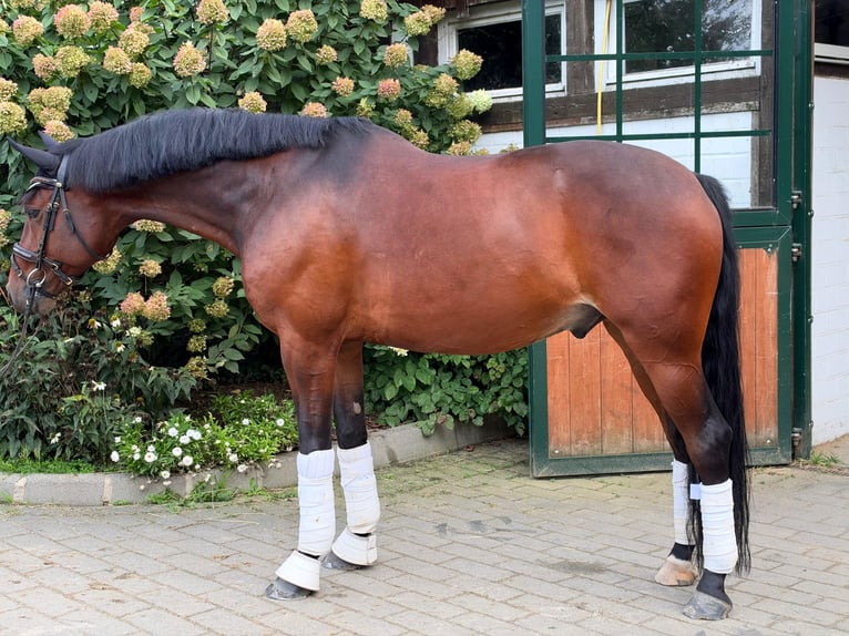 Hannoveriano Caballo castrado 6 años 166 cm Castaño oscuro in Hamm