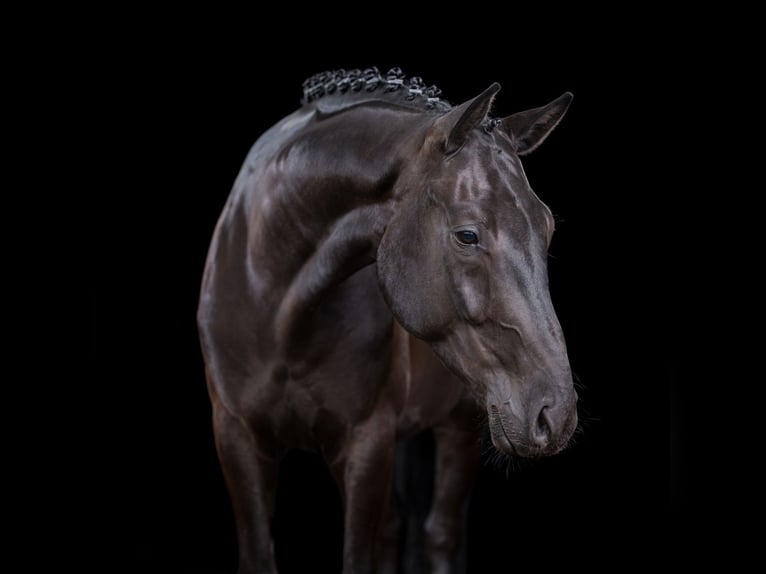 Hannoveriano Caballo castrado 6 años 166 cm Negro in Ahrensburg