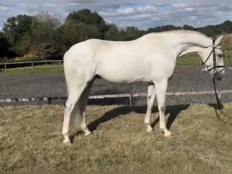 Hannoveriano Caballo castrado 6 años 166 cm Tordo in Hasbergen