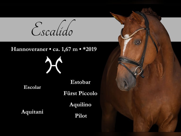 Hannoveriano Caballo castrado 6 años 167 cm Alazán in Wehringen