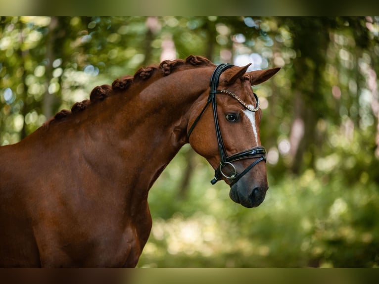 Hannoveriano Caballo castrado 6 años 167 cm Alazán in Wehringen