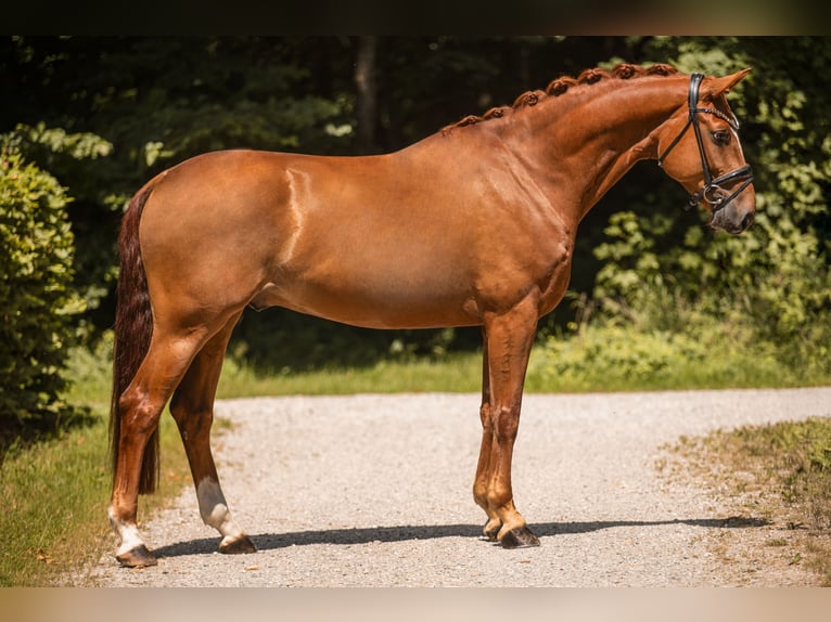 Hannoveriano Caballo castrado 6 años 167 cm Alazán in Wehringen