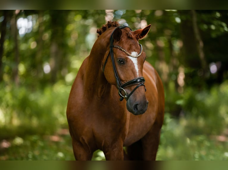 Hannoveriano Caballo castrado 6 años 167 cm Alazán in Wehringen