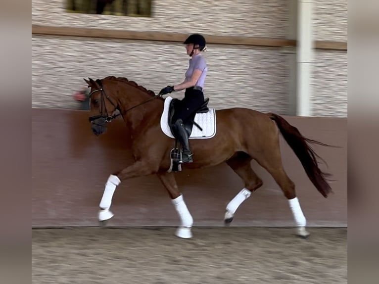 Hannoveriano Caballo castrado 6 años 167 cm Alazán in Wehringen