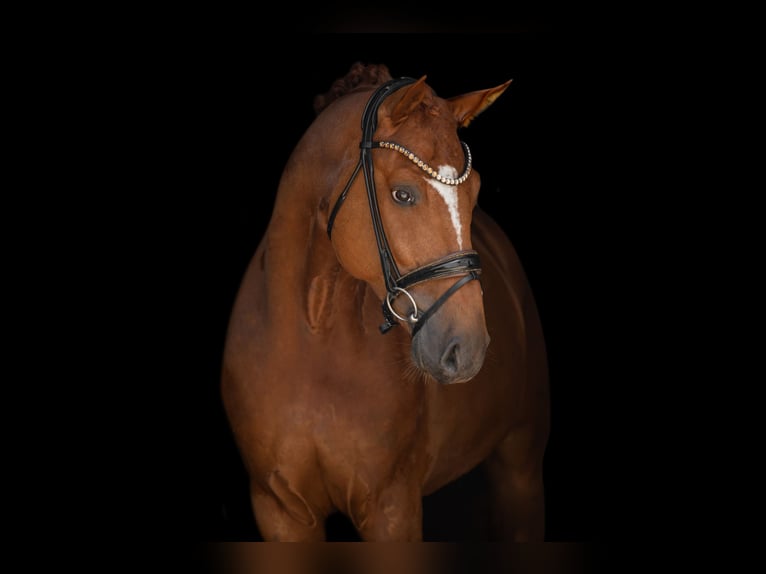 Hannoveriano Caballo castrado 6 años 167 cm Alazán in Wehringen
