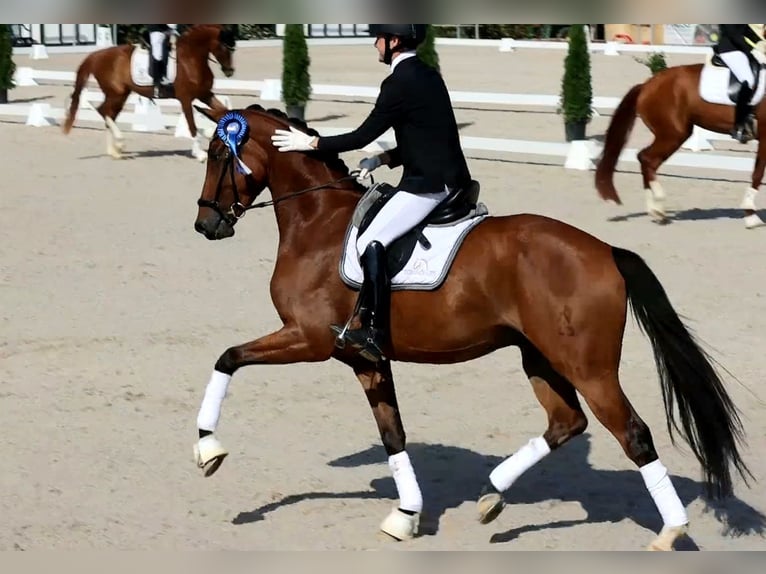 Hannoveriano Caballo castrado 6 años 167 cm Castaño in Börrstadt