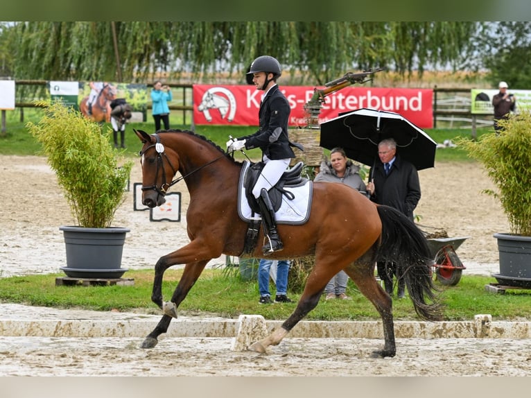 Hannoveriano Caballo castrado 6 años 167 cm Castaño in Börrstadt