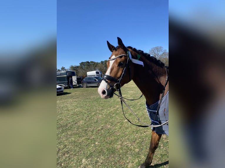 Hannoveriano Caballo castrado 6 años 167 cm Castaño in Ladbergen