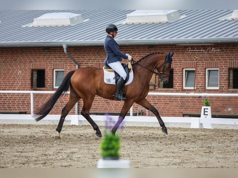 Hannoveriano Caballo castrado 6 años 167 cm Castaño in Wietmarschen