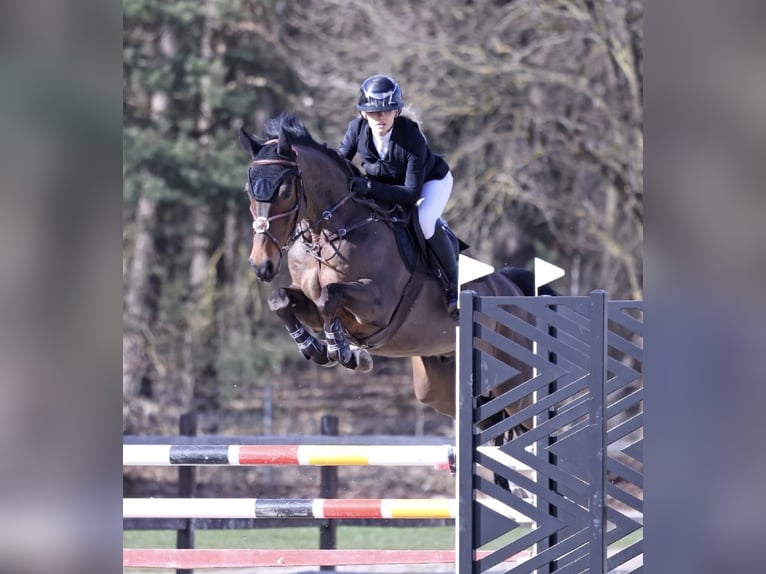 Hannoveriano Caballo castrado 6 años 167 cm Castaño in Heeslingen