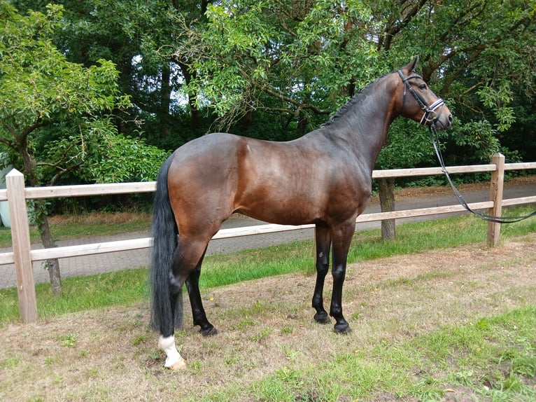 Hannoveriano Caballo castrado 6 años 167 cm Castaño oscuro in Barenburg