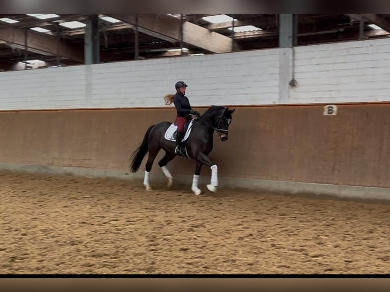 Hannoveriano Caballo castrado 6 años 167 cm Castaño oscuro in Elmlohe