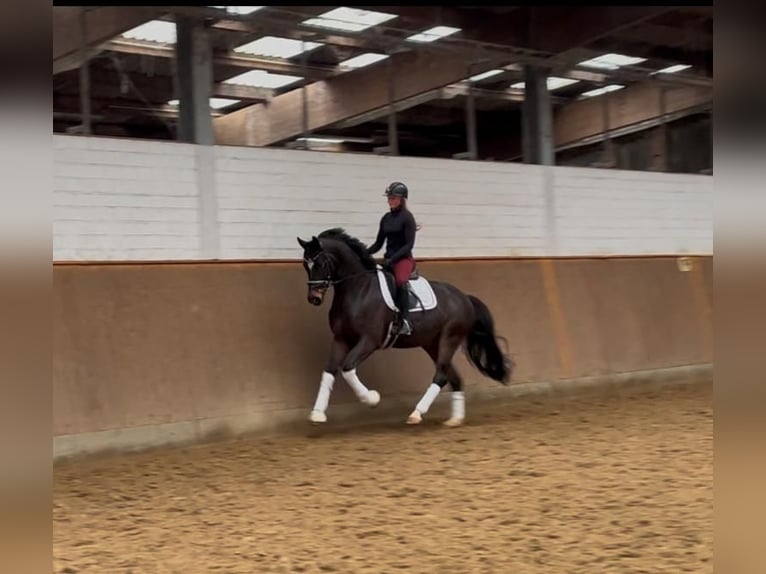 Hannoveriano Caballo castrado 6 años 167 cm Castaño oscuro in Elmlohe