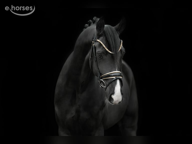 Hannoveriano Caballo castrado 6 años 167 cm Negro in Wehringen