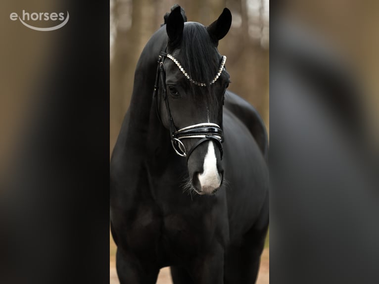 Hannoveriano Caballo castrado 6 años 167 cm Negro in Wehringen