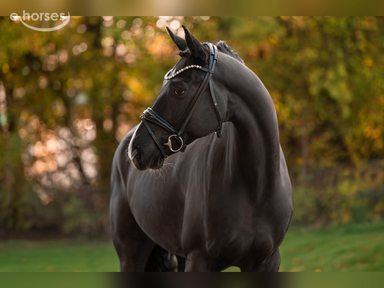 Hannoveriano Caballo castrado 6 años 167 cm Negro in Wehringen