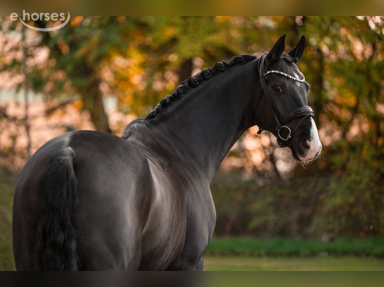 Hannoveriano Caballo castrado 6 años 167 cm Negro in Wehringen