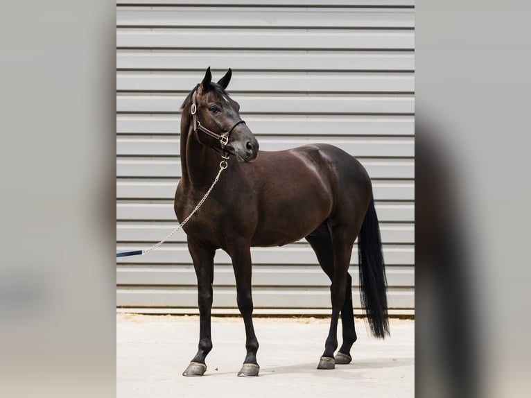 Hannoveriano Caballo castrado 6 años 167 cm Negro in Kicin