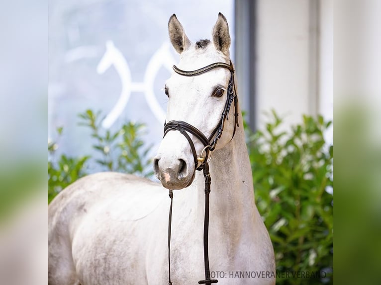 Hannoveriano Caballo castrado 6 años 167 cm Tordo in Verden